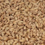 Maris Otter Ale Maláta - Crisp Malting Group /kg