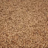 Maris Otter Ale Maláta - Crisp Malting Group /kg