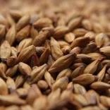  Weyermann® CARAMUNICH® Type 1 Malt